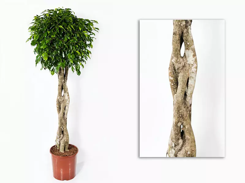Ficus Bejaminii Wintergreen Braid 