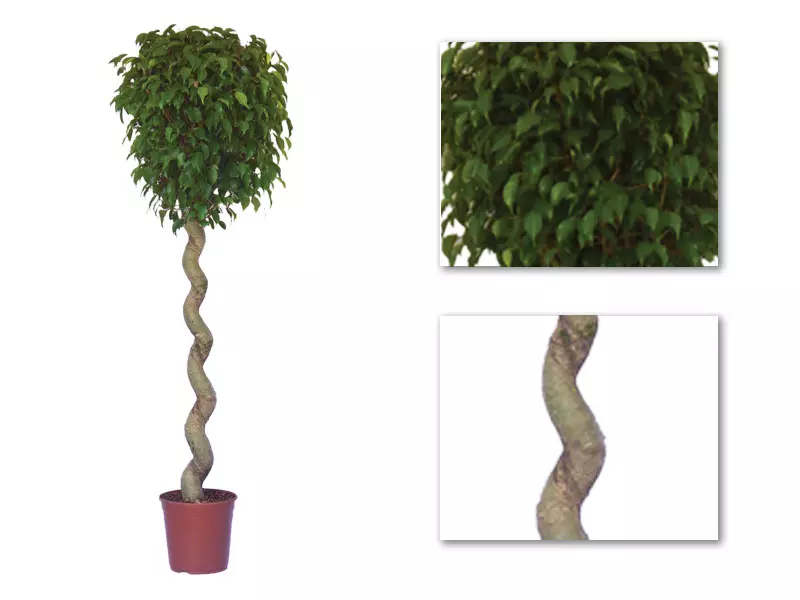 Ficus Benjaminii Wintergreen Corkscrew