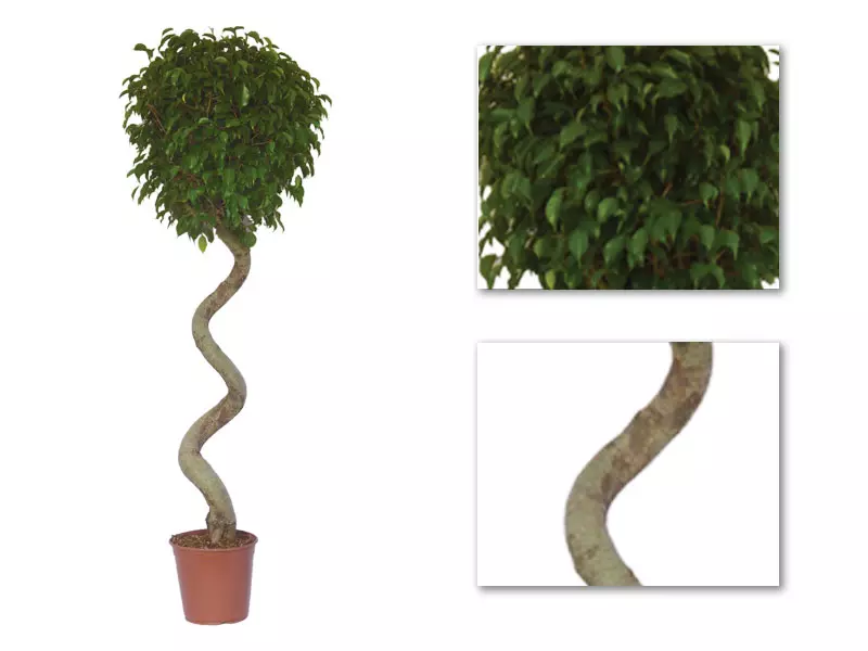 Ficus Benjaminii Wintergreen Spiral 
