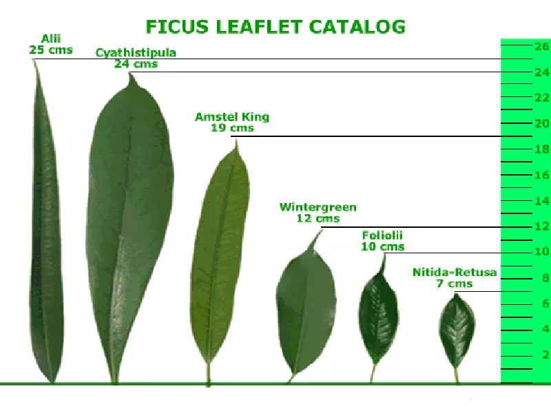 Ficus Leaflet