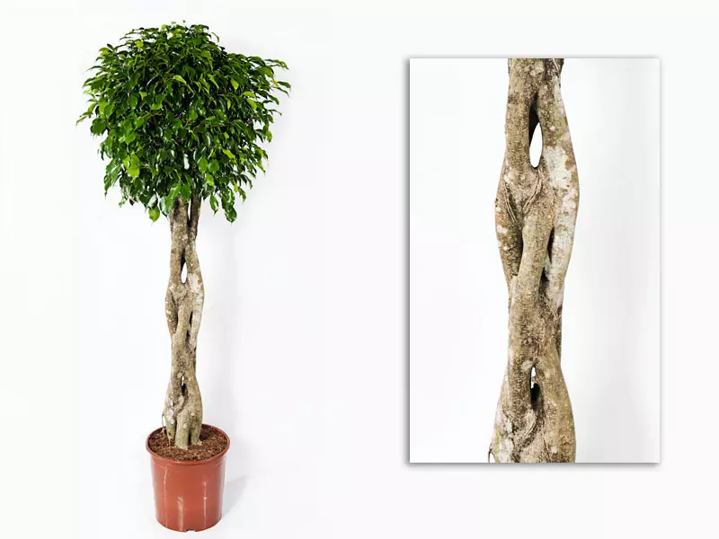 FICUS Benjaminii Wintergreen Braid 