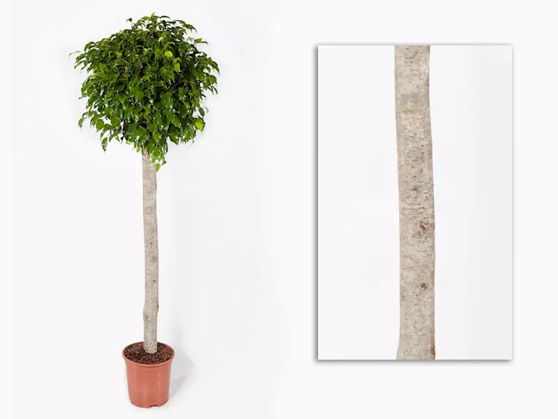 Ficus Benjaminii Wintergreen Standard 