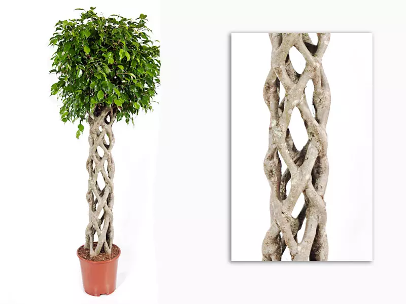 Ficus Benjaminii Wintergreen Columna 