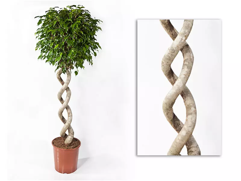 Ficus Benjaminii Wintergreen Double Spiral 