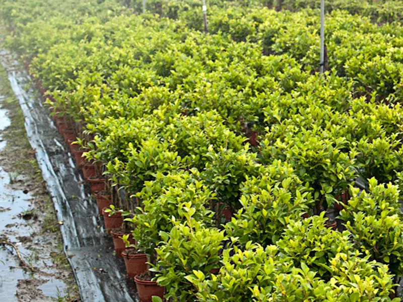 Ficus Microcarpa Nitida In Field 