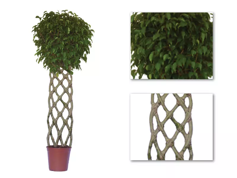Ficus Benjaminii Wintergreen Petate 