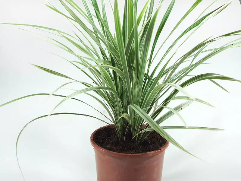 LIRIOPE SUPER BLUE bib