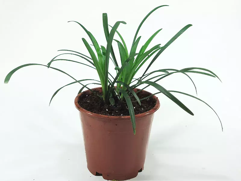 LIRIOPE Big Blue